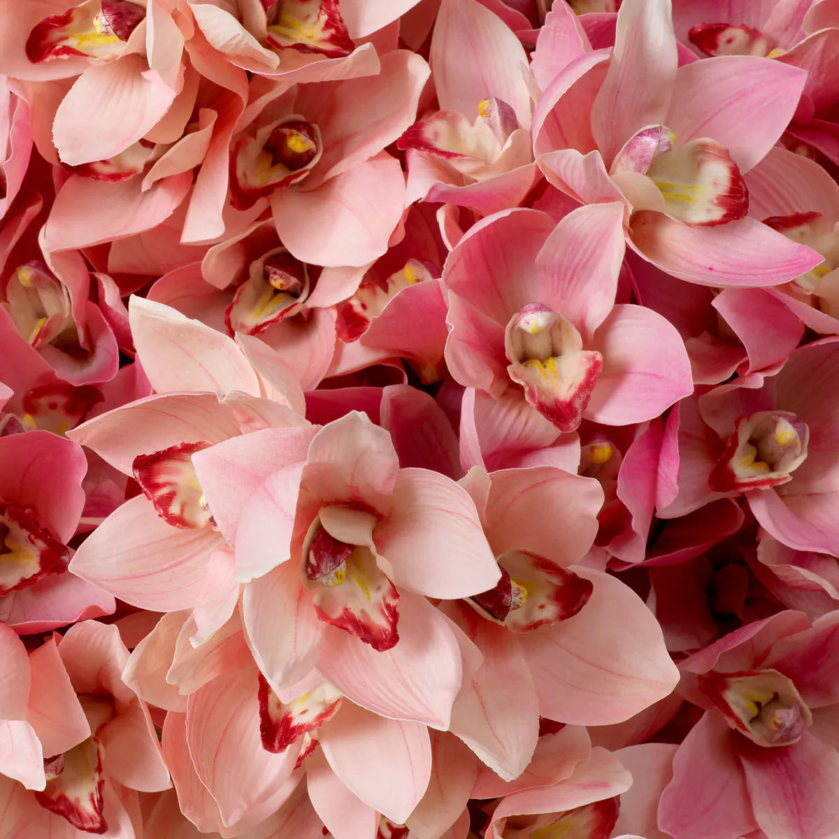 Eichholtz Bouquet Cymbidium-Orchideen 36 Stück