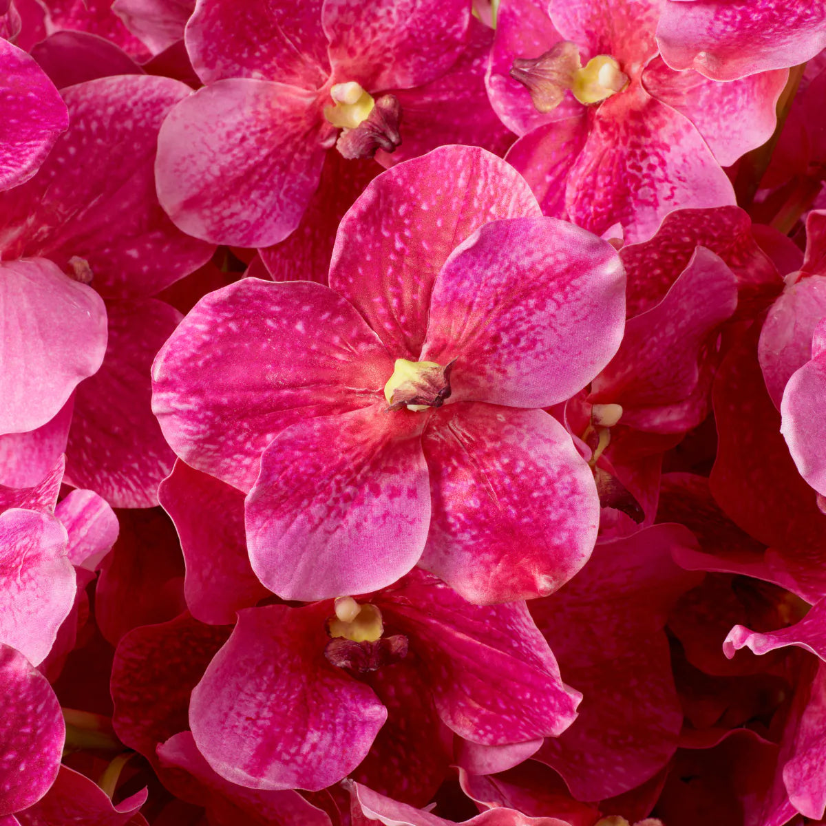 Eichholtz Bouquet Vanda-Orchideen 24 Stück rosa