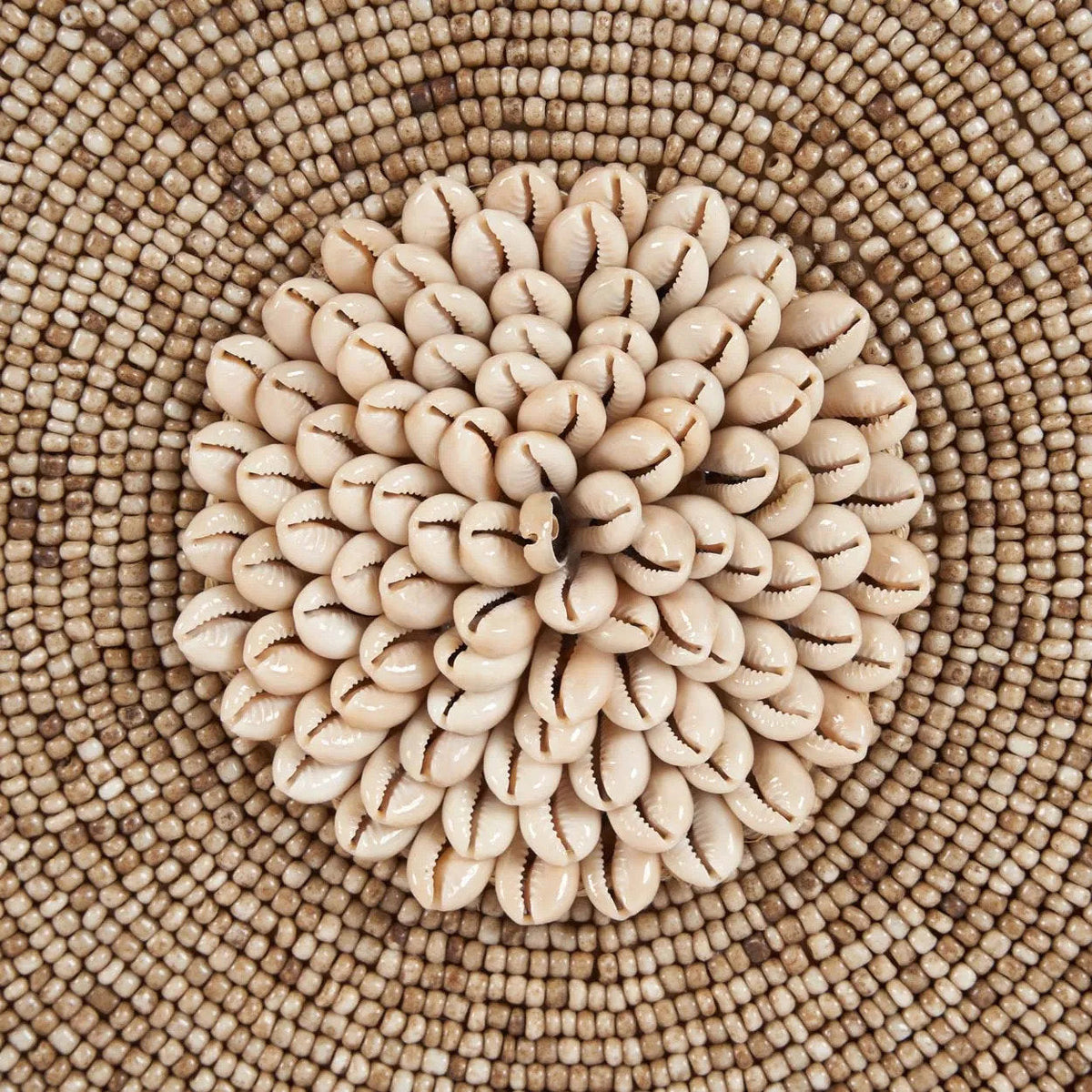 Coquillage Guadeloupe sur pied - Blanc naturel